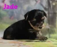 AKC Jade, a female Yorkshire Terrier for sale in Homerville, GA – 3 of 10