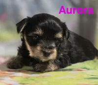 AKC Aurora, a female Yorkshire Terrier for sale in Homerville, GA – 6 of 10