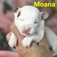 CKC Moana, a female Chihuahua for sale in Homerville, GA – 8 of 10