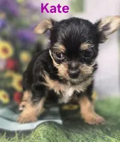 Kate, a female Yorkshire Terrier and Chorkie for sale in Homerville, GA – 2 of 10