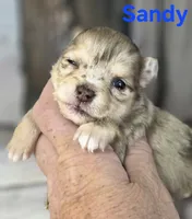 CKC Sandy , a female Chihuahua for sale in Homerville, GA – 6 of 10