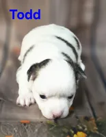 AKC Todd, a male Chihuahua for sale in Homerville, GA – 7 of 10