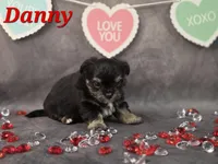 Danny, a male Yorkshire Terrier and Chorkie for sale in Homerville, GA – Photo 9 of 10