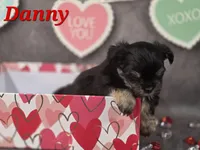 Danny, a male Yorkshire Terrier and Chorkie for sale in Homerville, GA – Photo 4 of 10