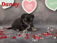 Danny, a male Yorkshire Terrier and Chorkie for sale in Homerville, GA – Photo 8 of 10