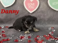 Danny, a male Yorkshire Terrier and Chorkie for sale in Homerville, GA – Photo 10 of 10