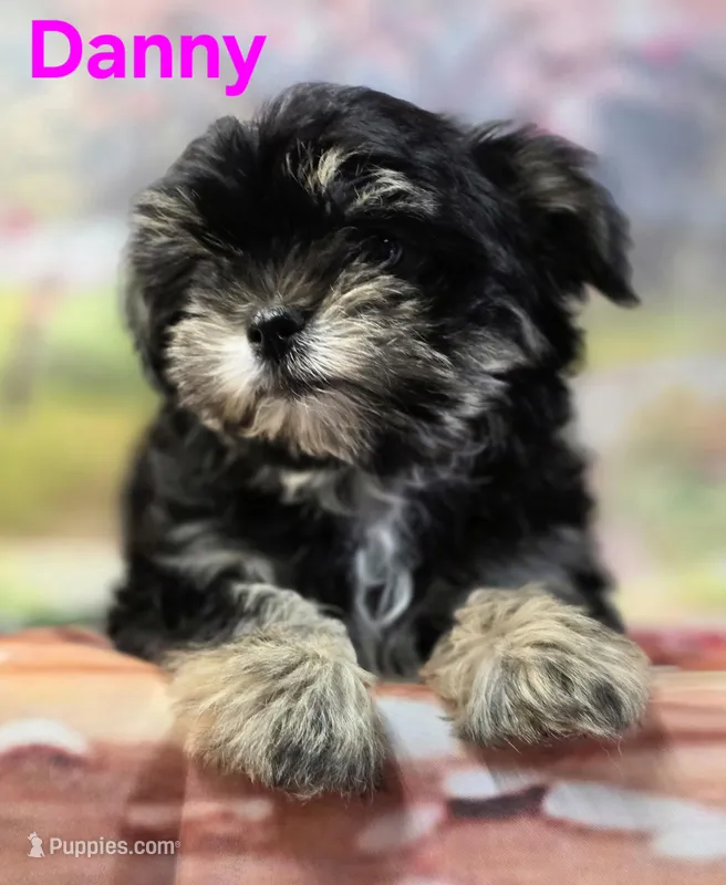 Danny – Yorkshire Terrier, Chorkie puppy for sale in Homerville, GA