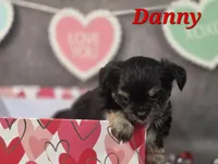 Danny, a male Yorkshire Terrier and Chorkie for sale in Homerville, GA – Photo 2 of 10