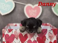 Danny, a male Yorkshire Terrier and Chorkie for sale in Homerville, GA – Photo 3 of 10