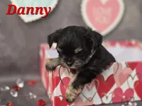 Danny, a male Yorkshire Terrier and Chorkie for sale in Homerville, GA – Photo 1 of 10