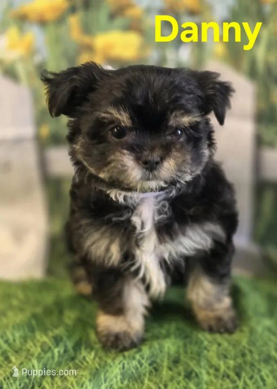 Danny – Yorkshire Terrier, Chorkie puppy for sale in Homerville, GA