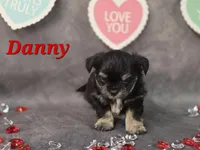 Danny, a male Yorkshire Terrier and Chorkie for sale in Homerville, GA – Photo 7 of 10