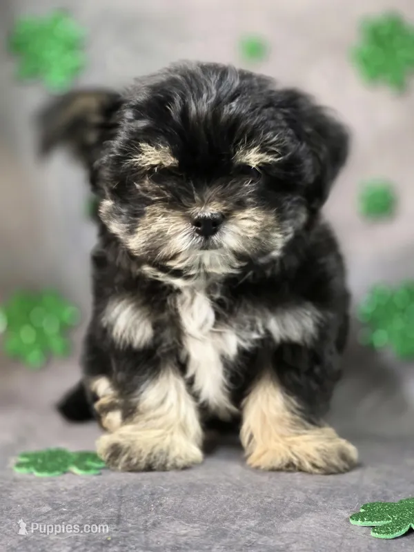 Danny – Yorkshire Terrier, Chorkie puppy for sale in Homerville, GA