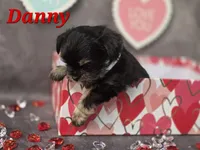 Danny, a male Yorkshire Terrier and Chorkie for sale in Homerville, GA – Photo 5 of 10