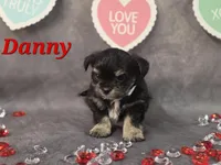 Danny, a male Yorkshire Terrier and Chorkie for sale in Homerville, GA – Photo 6 of 10