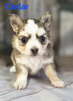 CKC Cedar, a male Chihuahua for sale in Homerville, GA – 9 of 10