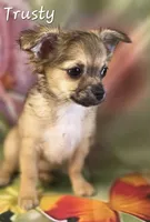 CKC Trusty, a male Chihuahua for sale in Homerville, GA – 10 of 10
