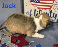 Akc Jock, a male Chihuahua for sale in Homerville, GA – 9 of 10
