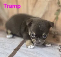 AKC Tramp , a male Chihuahua for sale in Homerville, GA – 2 of 10