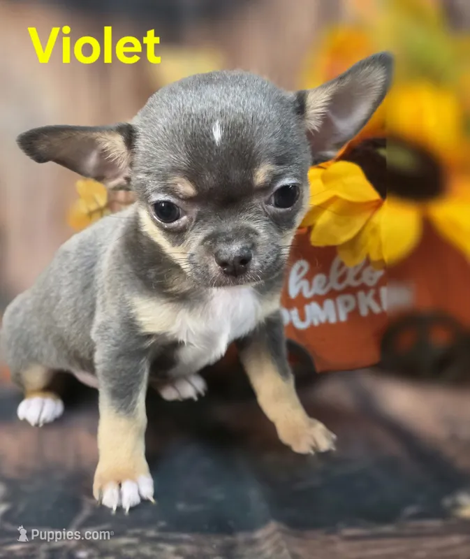 AKC Violet – Chihuahua puppy for sale in Homerville, GA
