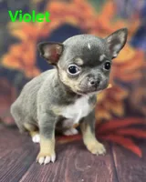 AKC Violet, a female Chihuahua for sale in Homerville, GA – 1 of 10