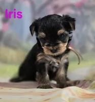AkC Iris, a female Yorkshire Terrier for sale in Homerville, GA – 10 of 10