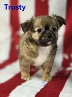 CKC Trusty, a male Chihuahua for sale in Homerville, GA – 4 of 10