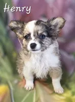 CKC Henry, a male Chihuahua for sale in Homerville, GA – 2 of 10