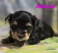 AKC Aurora, a female Yorkshire Terrier for sale in Homerville, GA – 5 of 10