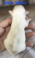 CKC Snow White , a female Chihuahua for sale in Homerville, GA – 7 of 9