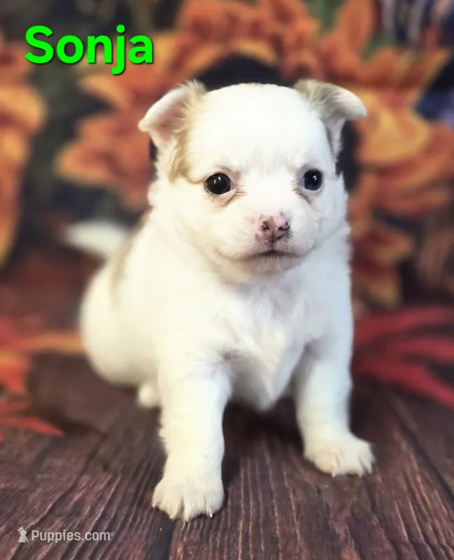 AKC Sonja – Chihuahua puppy for sale in Homerville, GA