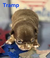 AKC Tramp, a male Chihuahua for sale in Homerville, GA – 8 of 10