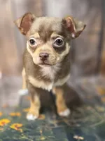 AKC Daisy, a female Chihuahua for sale in Homerville, GA – 5 of 10