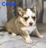 CKC Cedar, a male Chihuahua for sale in Homerville, GA – 4 of 10
