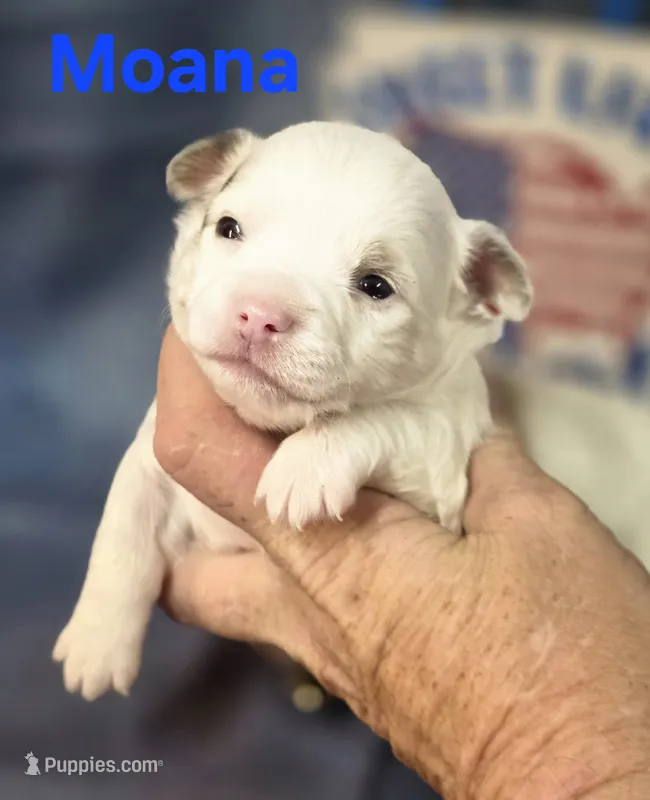 CKC Moana – Chihuahua puppy for sale in Homerville, GA