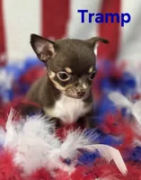 CKC Tramp , a male Chihuahua for sale in Homerville, GA – 5 of 10