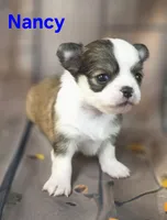 AKC Nancy, a female Chihuahua for sale in Homerville, GA – 6 of 10
