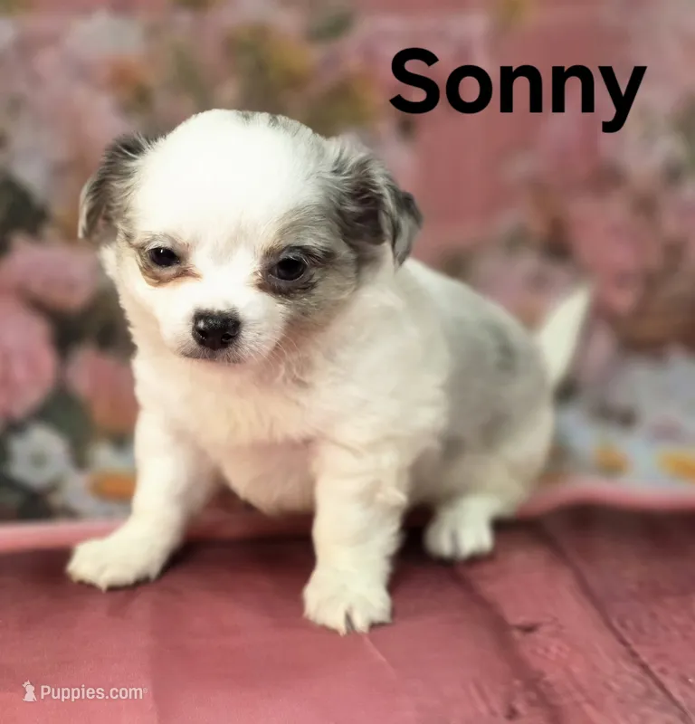 AKC Sunny – Chihuahua puppy for sale in Homerville, GA