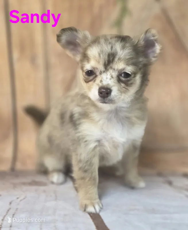 CKC Sandy  – Chihuahua puppy for sale in Homerville, GA