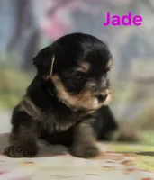 AKC Jade, a female Yorkshire Terrier for sale in Homerville, GA – 8 of 10