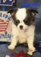 AKC Bluebell, a female Chihuahua for sale in Homerville, GA – 6 of 10