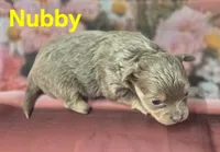 CKC Nubby, a male Chihuahua for sale in Homerville, GA – 8 of 10