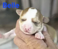 CKC Belle, a female Chihuahua for sale in Homerville, GA – 3 of 8