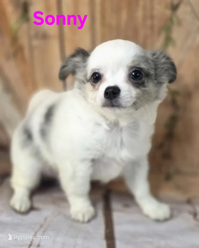 AKC Sonny – Chihuahua puppy for sale in Homerville, GA