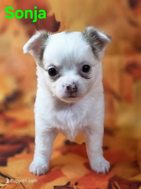AKC Sonja – Chihuahua puppy for sale in Homerville, GA