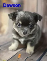 CKC Dawson, a male Chihuahua for sale in Homerville, GA – 2 of 9