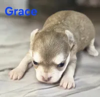 CKC Grace , a female Chihuahua for sale in Homerville, GA – 5 of 9