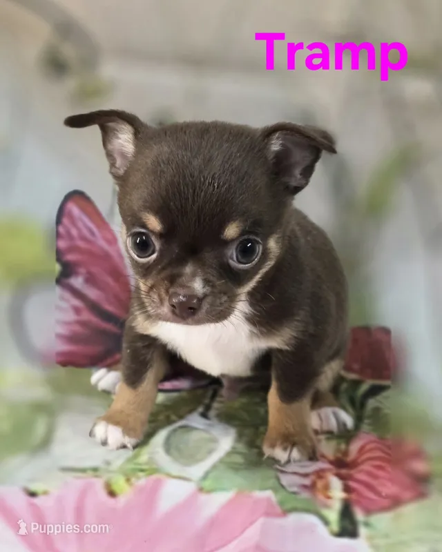 AKC Tramp  – Chihuahua puppy for sale in Homerville, GA
