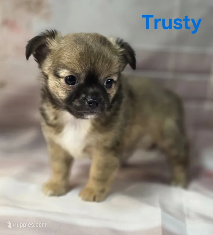 AKC Trusty – Chihuahua puppy for sale in Homerville, GA
