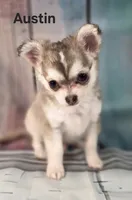 CKC Austin pending, a male Chihuahua for sale in Homerville, GA – 6 of 10